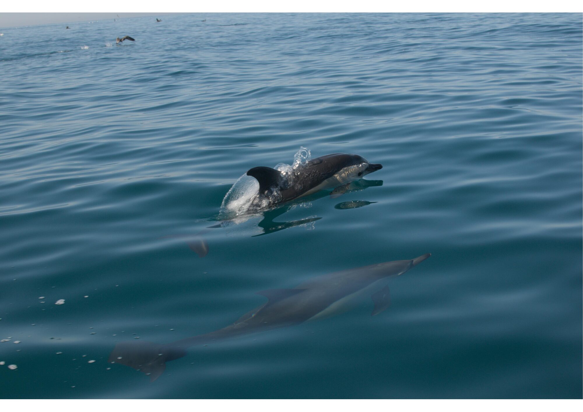 Wild dolphins swimming beside the Atlantic Safaris boat off Nazaré